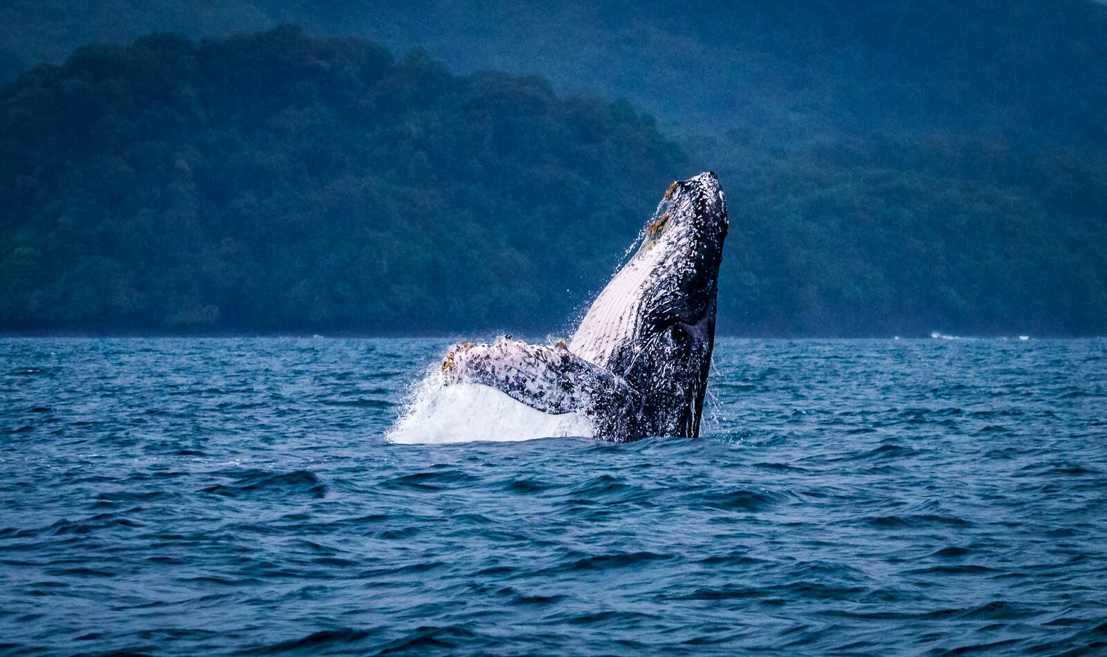 large-Humpback Whale breaching